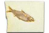 Detailed Fossil Fish (Knightia) - Wyoming #360690-1